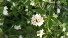 Lantana grisebachii