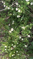 Lantana grisebachii