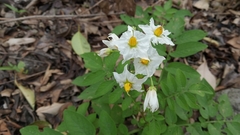 Solanum chacoense