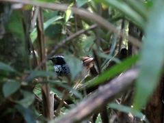 Myrmoderus loricatus