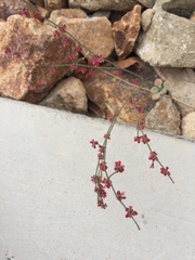 Eriogonum deflexum deflexum