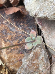 Eriogonum deflexum deflexum