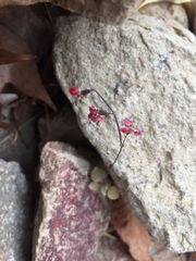 Eriogonum deflexum deflexum