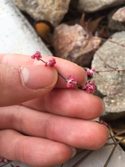 Eriogonum deflexum deflexum