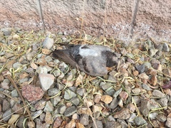 Columba livia domestica