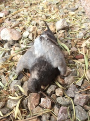 Columba livia domestica