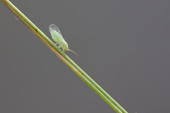 Acizzia jamatonica