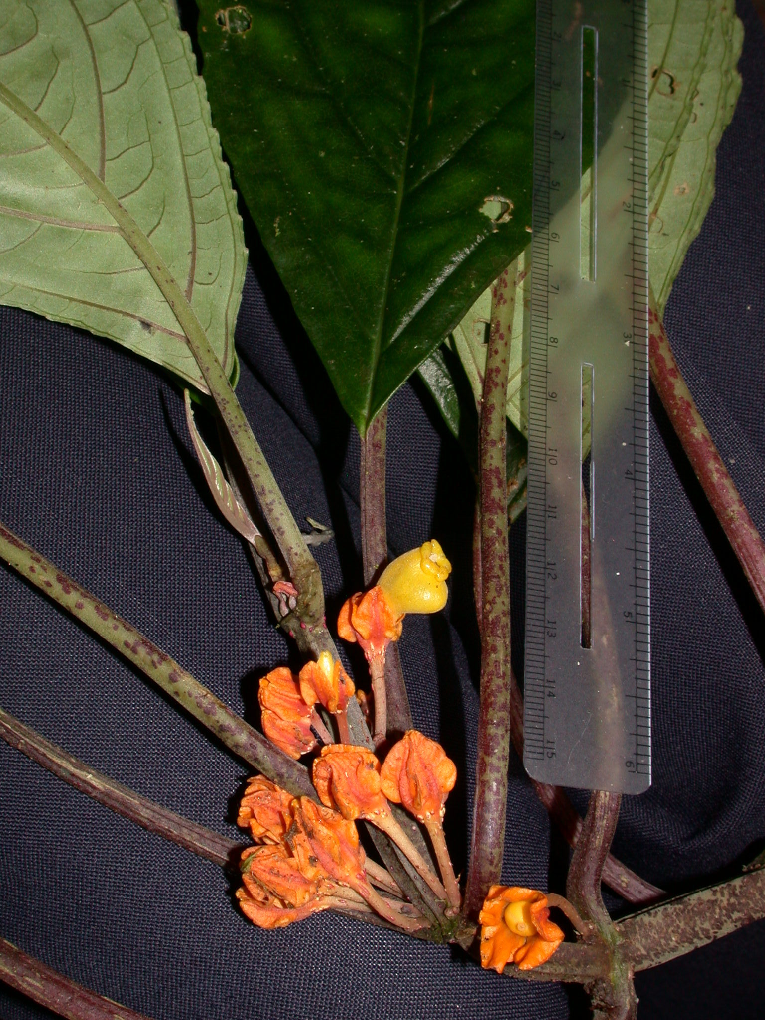 Drymonia ambonensis