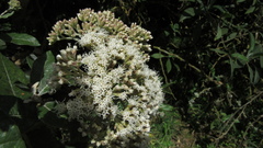Ageratina asclepiadea