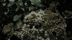 Ageratina asclepiadea