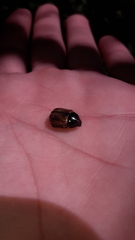 Anomala testaceipennis