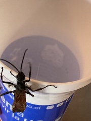 Pepsis