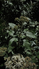 Ageratina asclepiadea