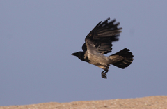 Corvus cornix