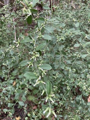Baccharis glomeruliflora image