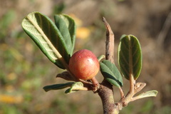 Frangula californica californica