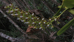 Epidendrum microtum