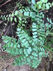 Adiantum trapeziforme