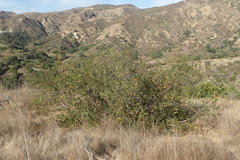 Frangula californica californica