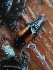 Tachinus subterraneus