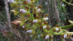 Epidendrum microtum