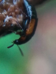 Tachinus subterraneus