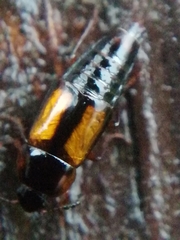 Tachinus subterraneus