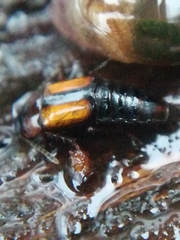 Tachinus subterraneus