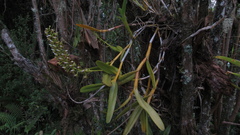 Epidendrum microtum