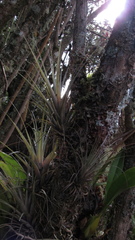 Tillandsia incarnata