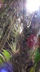 Tillandsia incarnata