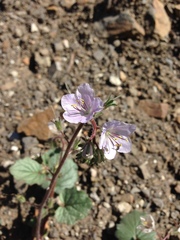 Phacelia longipes