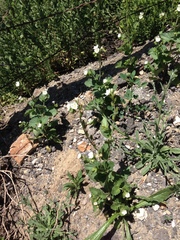Phacelia viscida albiflora