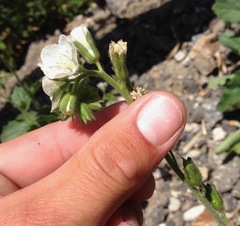 Phacelia viscida albiflora