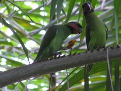 Psittacula longicauda