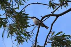Grantiella picta