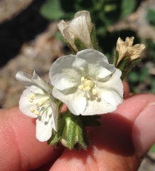 Phacelia viscida albiflora