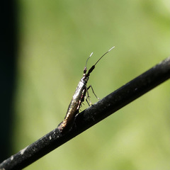 Coleophora deauratella