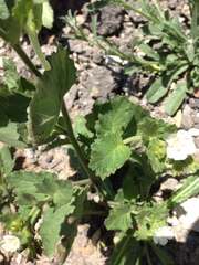 Phacelia viscida albiflora