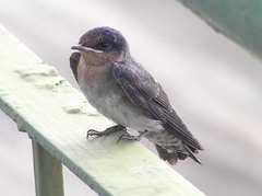 House Swallow photo 4