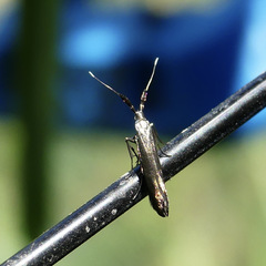 Coleophora deauratella