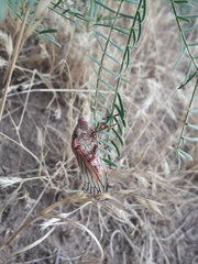 Calliopsida cinnabarina