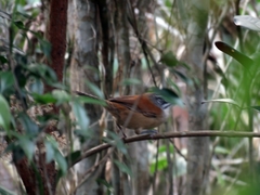 Pheugopedius genibarbis