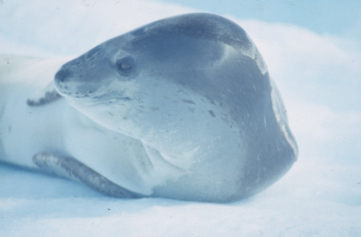 Leopard seal lying on ice at Dream Island, Antarctica