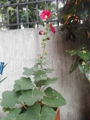 Alcea