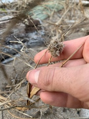 Cenchrus tribuloides