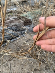 Cenchrus tribuloides