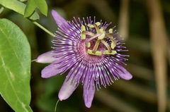Passiflora sprucei