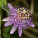 Passiflora sprucei - Photo (c) Felipe Campos, some rights reserved (CC BY-NC), uploaded by Felipe Campos