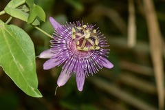 Passiflora sprucei